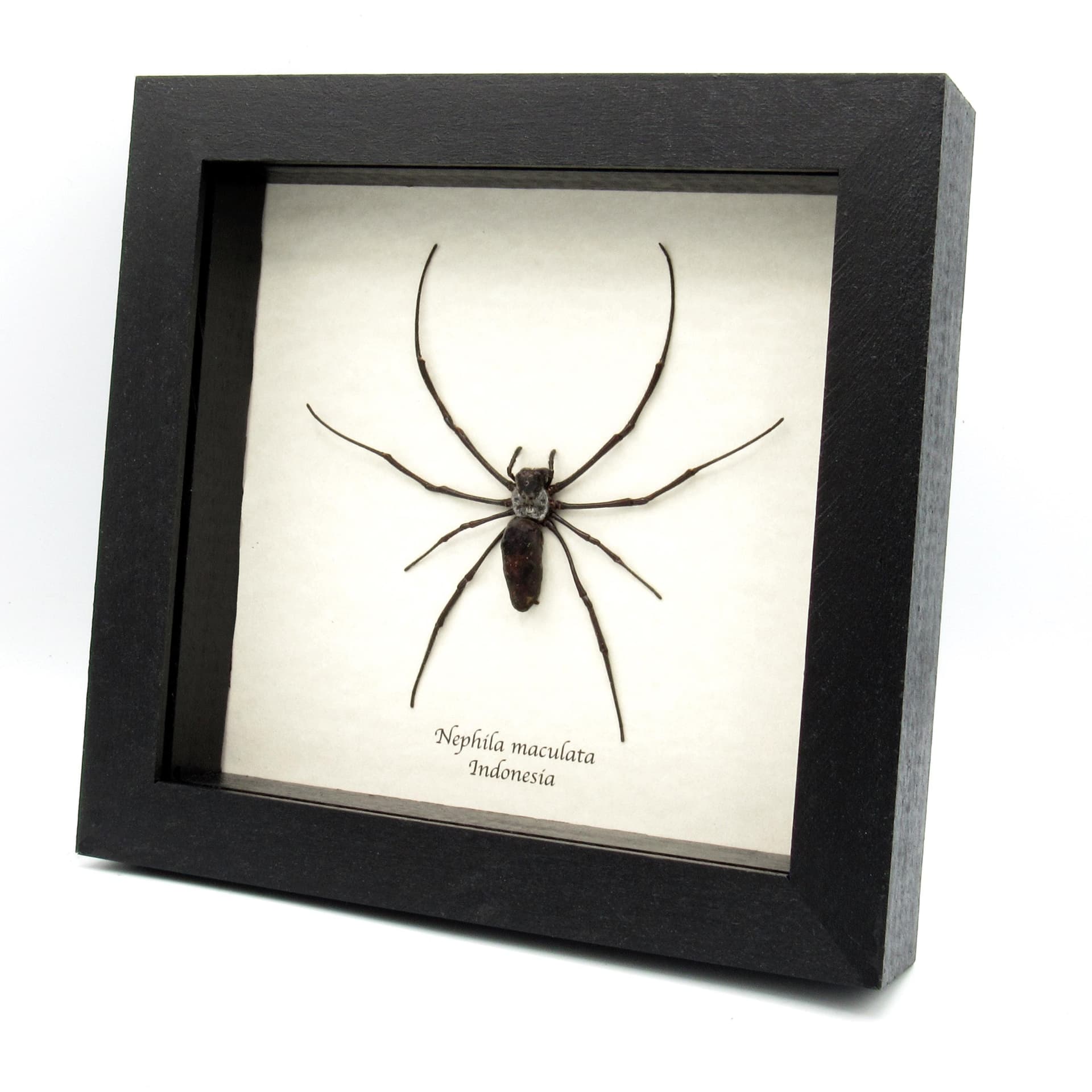 Real Giant Wood Spider framed taxidermy - Nephila maculata