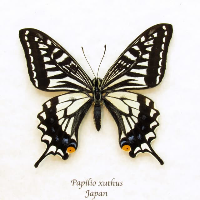 Real Xuthus Swallowtail butterfly framed taxidermy - Papilio xuthus - spring form