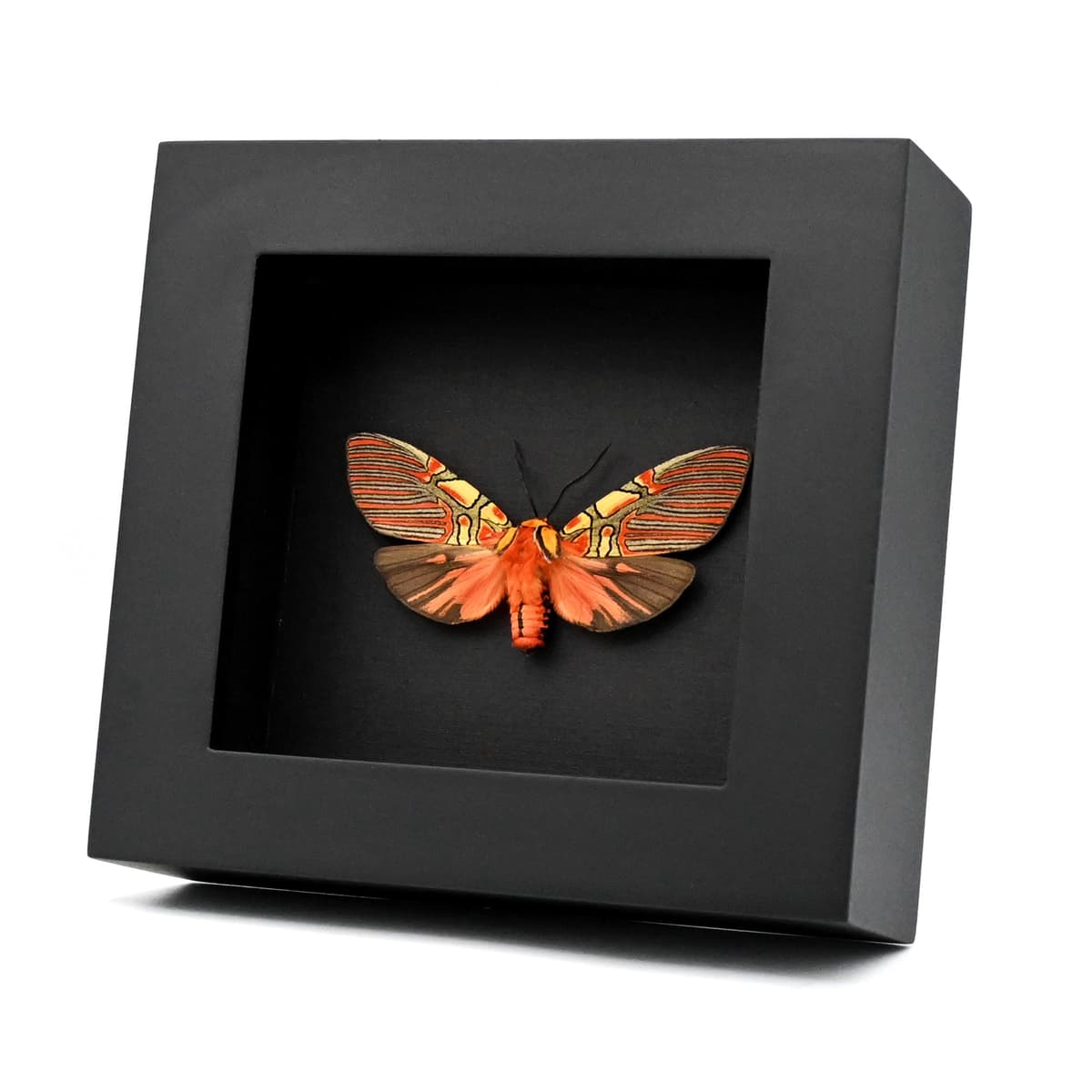 Rare red Erebid moth framed taxidermy - Anaxita constricta