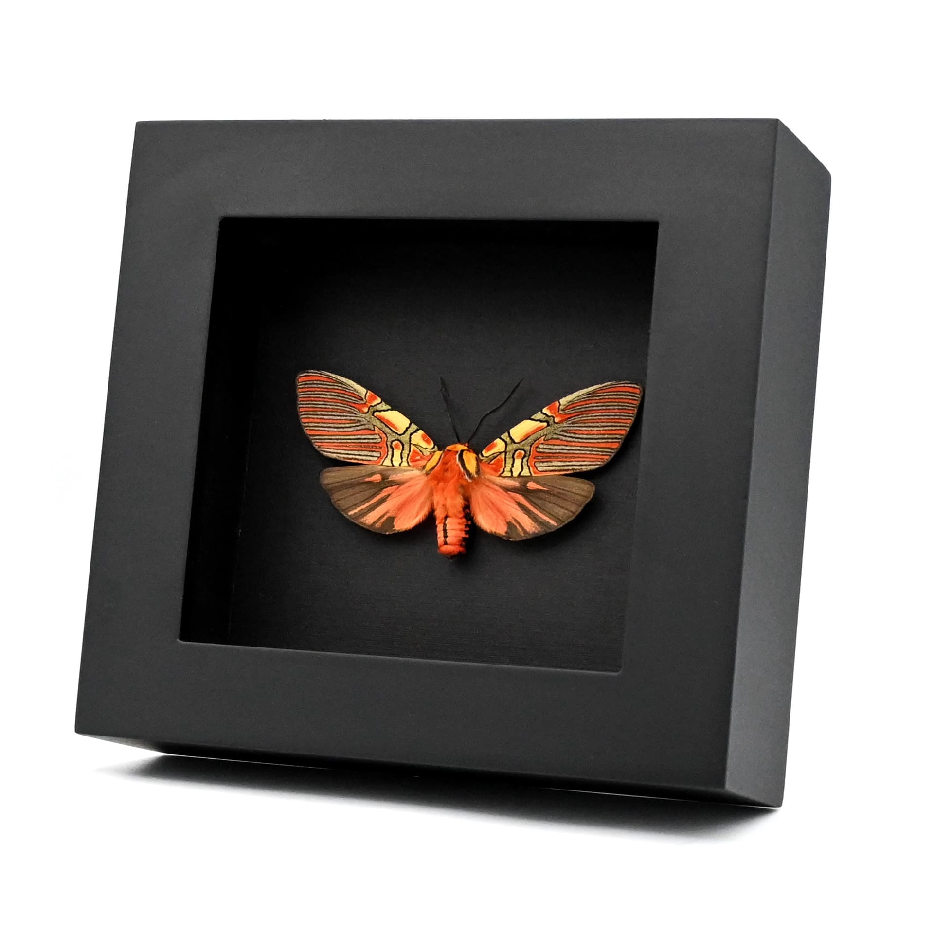 Rare red Erebid moth framed taxidermy - Anaxita constricta