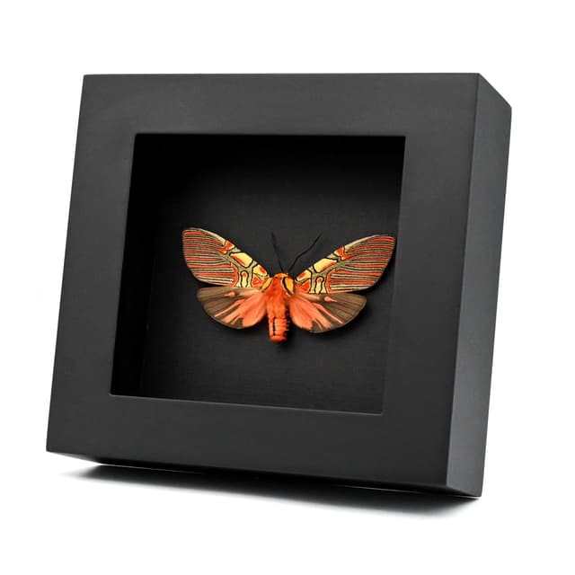 Rare red Erebid moth framed taxidermy - Anaxita constricta