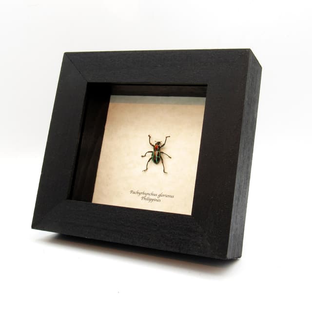 WEEVIL MANIA!  Real metallic red and green weevil framed taxidermy - Pachyrhynchus gloriosus