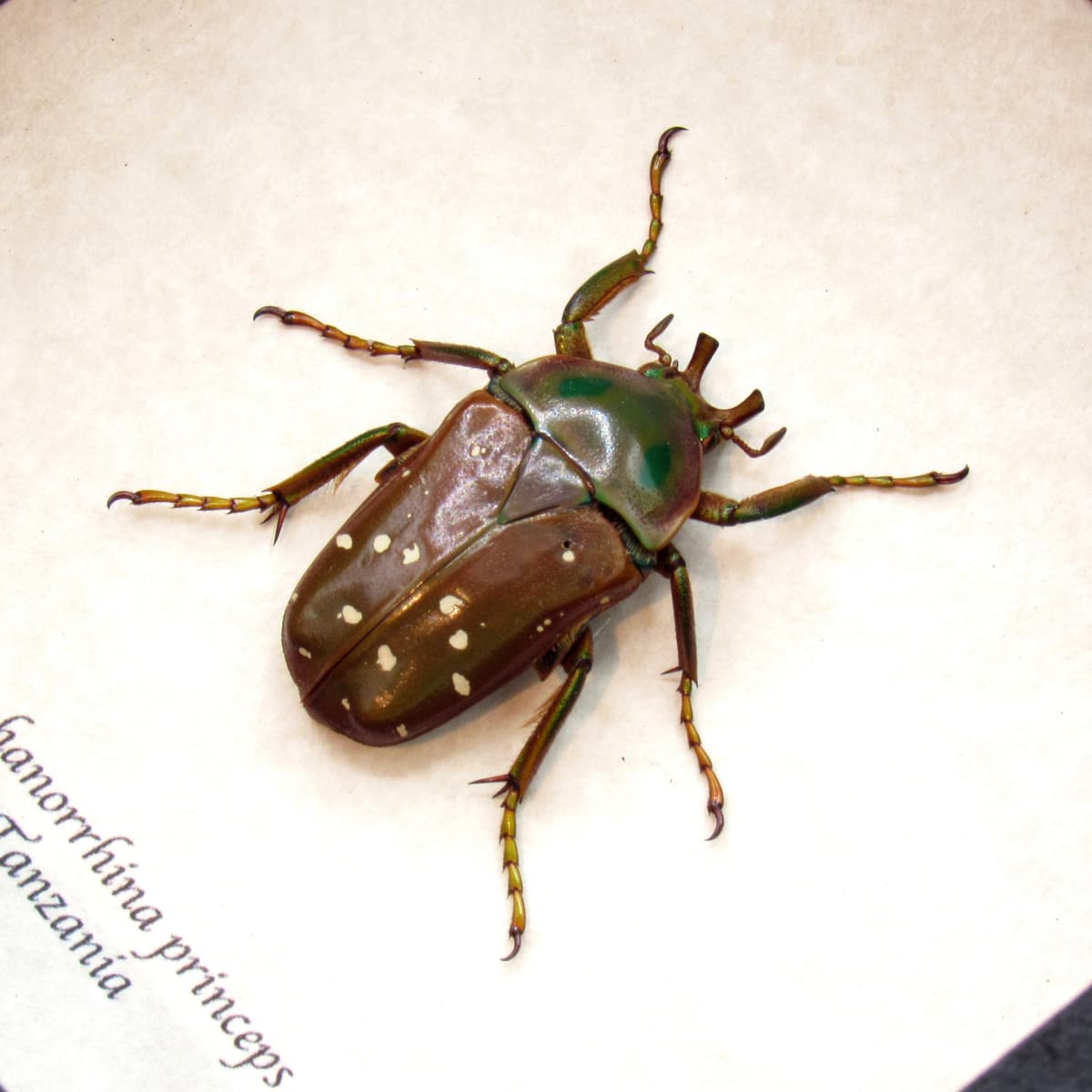 Real Spotted Flower beetle framed taxidermy - Stephanorrhina princeps