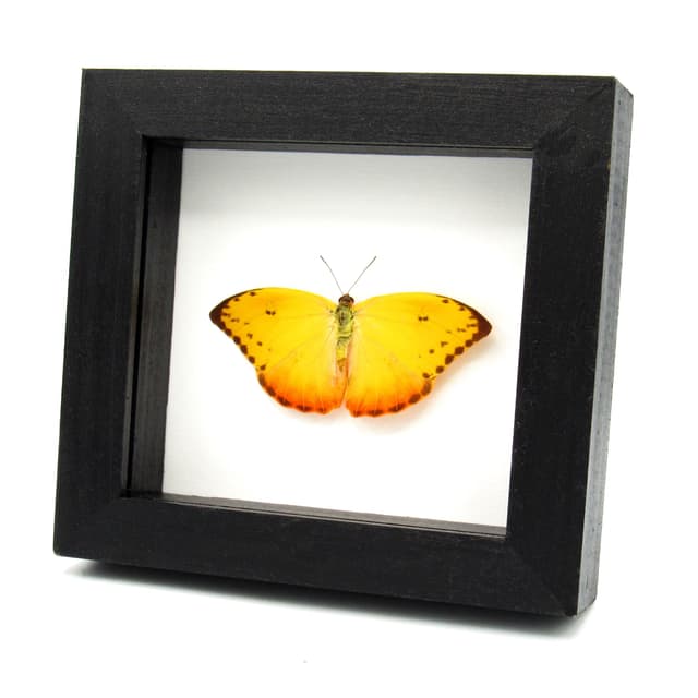 Real yellow Sulphur butterfly framed - Phoebis philea - female - Extra Orange - Victorian mount