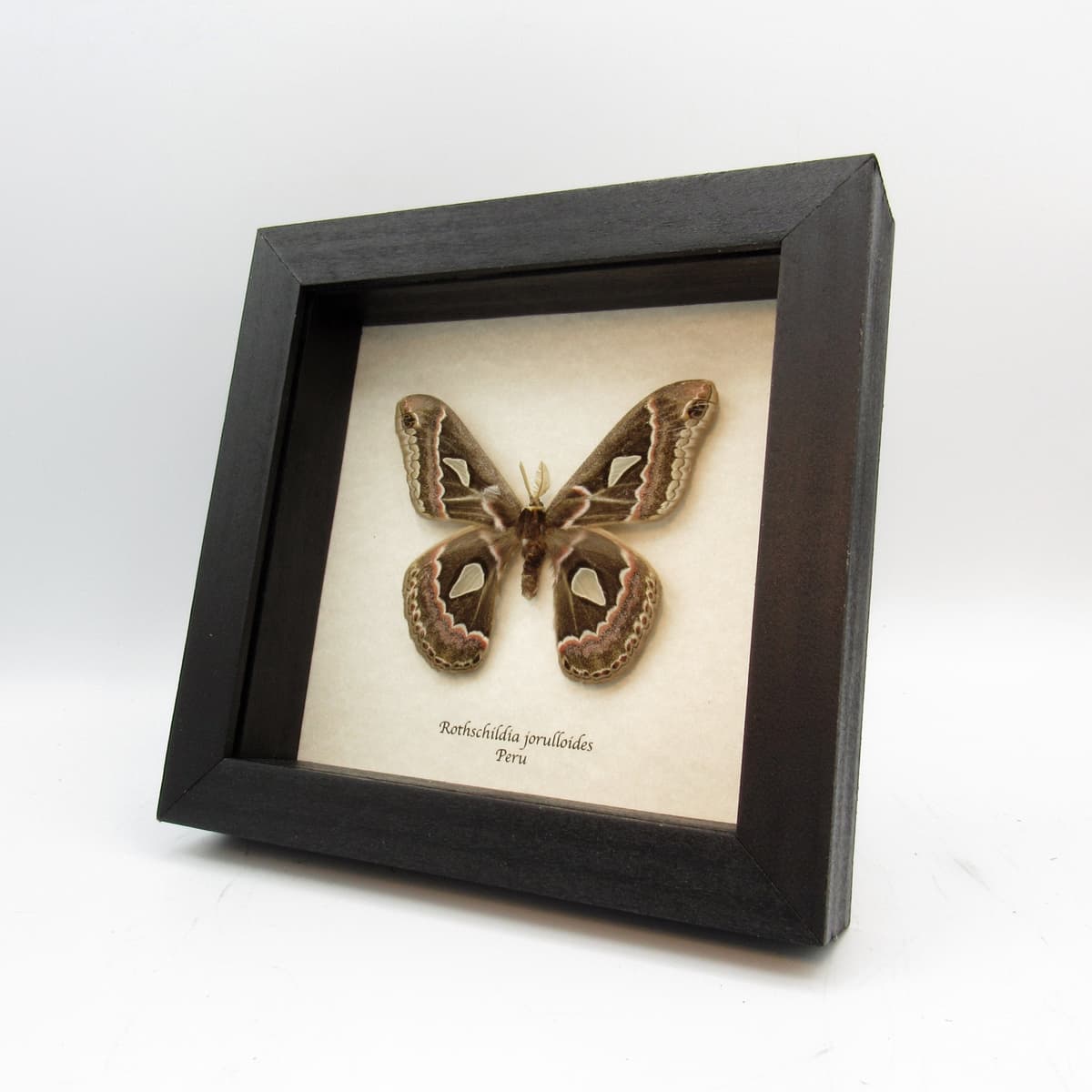 Rare Saturn moth framed taxidermy - Rothschildia jorulloides