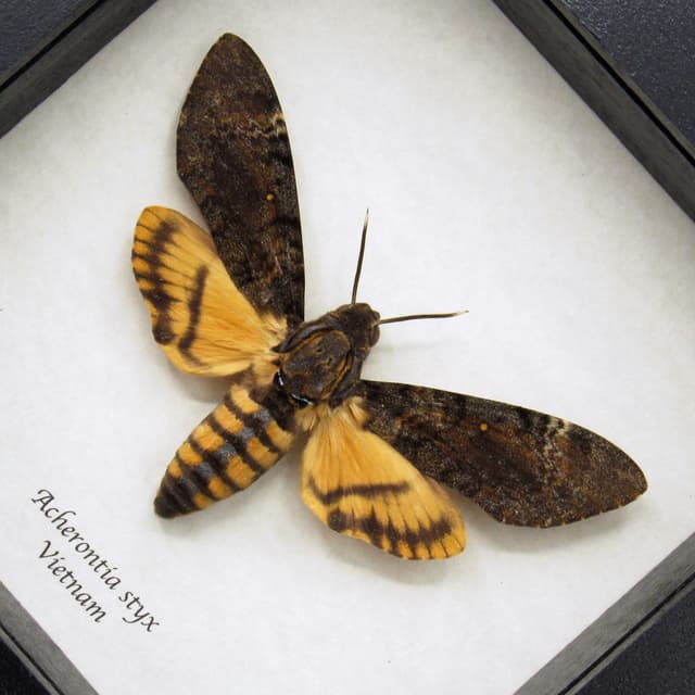 Real Lesser Deaths Head Hawkmoth framed taxidermy - Acherontia styx