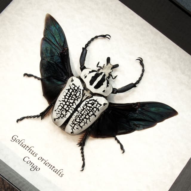 Real Giant Flower beetle framed taxidermy - Goliathus orientalis