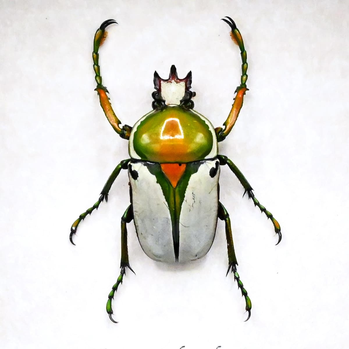 Real green flower beetle framed taxidermy - Ranzania bertolonii