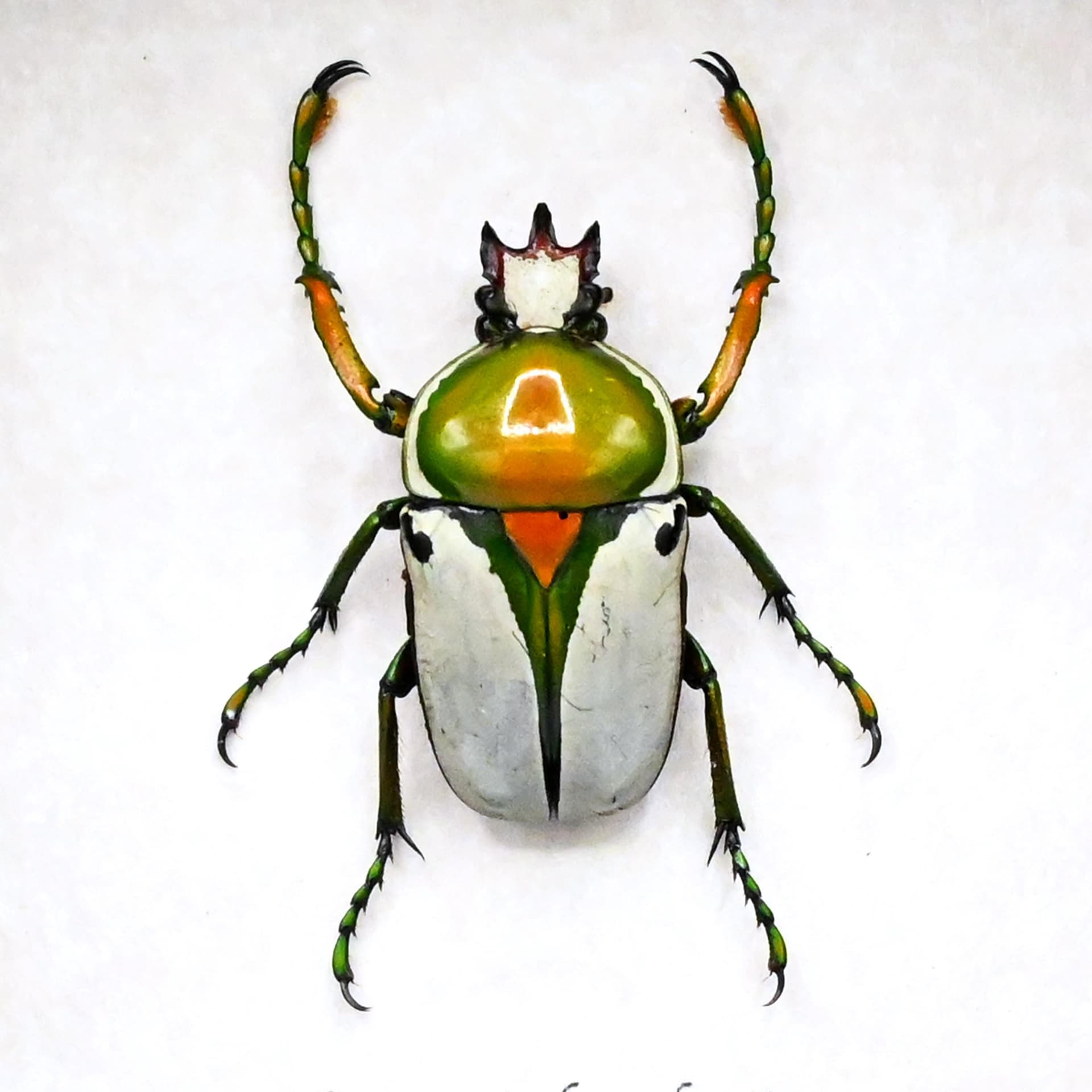 Real green flower beetle framed taxidermy - Ranzania bertolonii