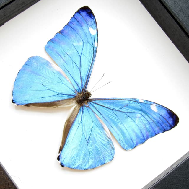 Real iridescent blue butterfly framed taxidermy - morpho adonis