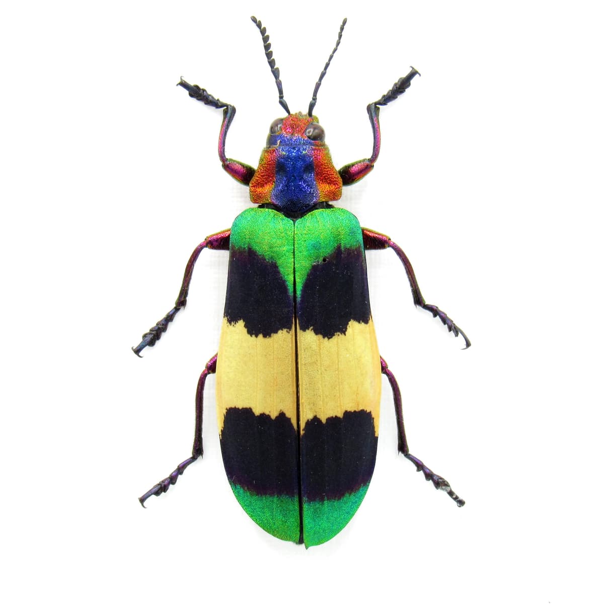 Rare Glittering Jewel beetle framed taxidermy - Chrysochroa corbetti