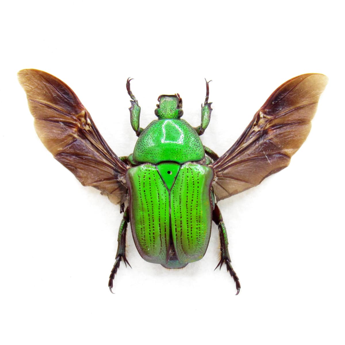 Real framed green flower beetle taxidermy specimen- Euchloropus laetus
