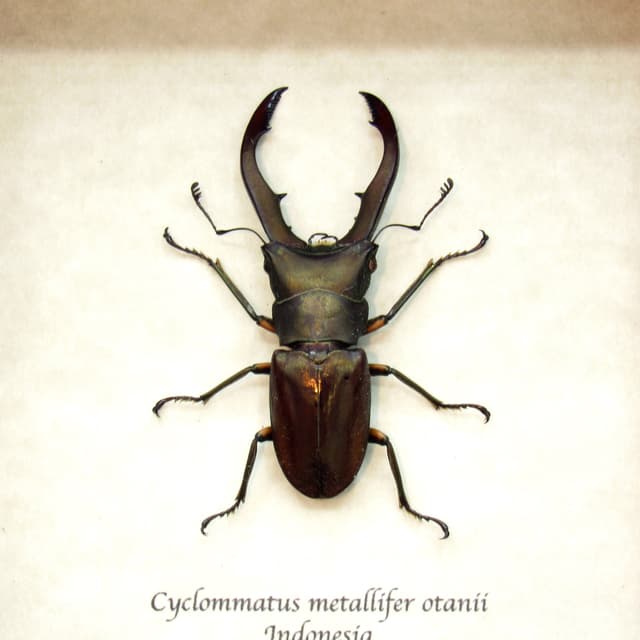 Real bronze Stag beetle framed taxidermy - Cyclommatus metallifer otanii