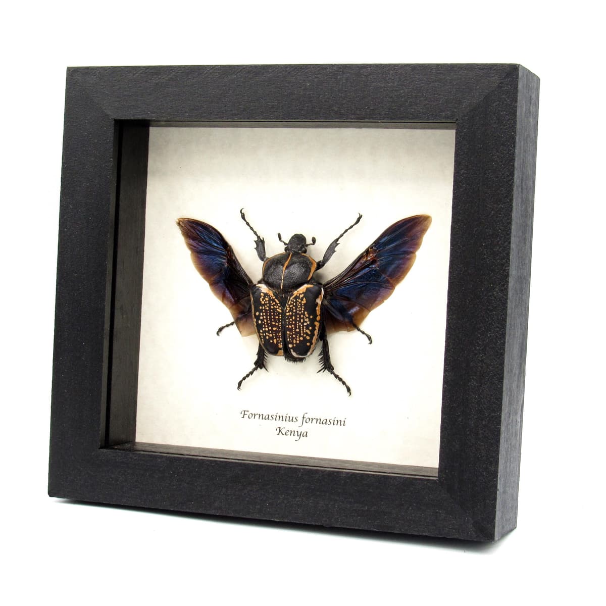 Large black and gold Scarab beetle framed taxidermy - Fornasinius fornasini - female