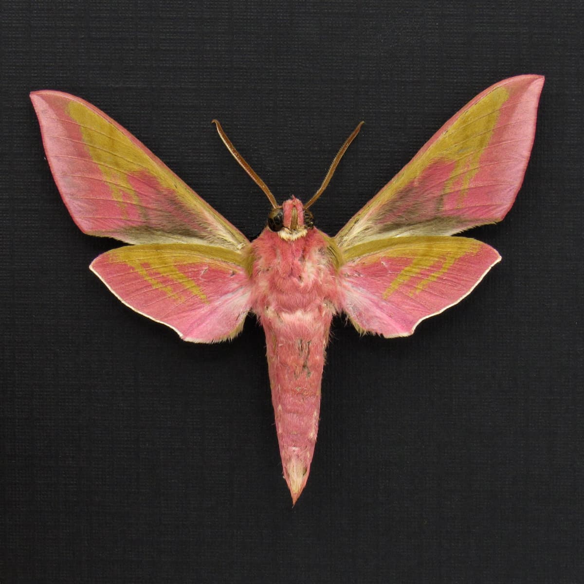 Real pink Elephant Hawk moth framed taxidermy - Deilephilia elpenor