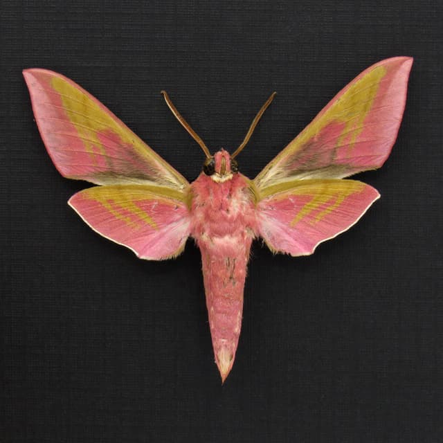 Real pink Elephant Hawk moth framed taxidermy - Deilephilia elpenor
