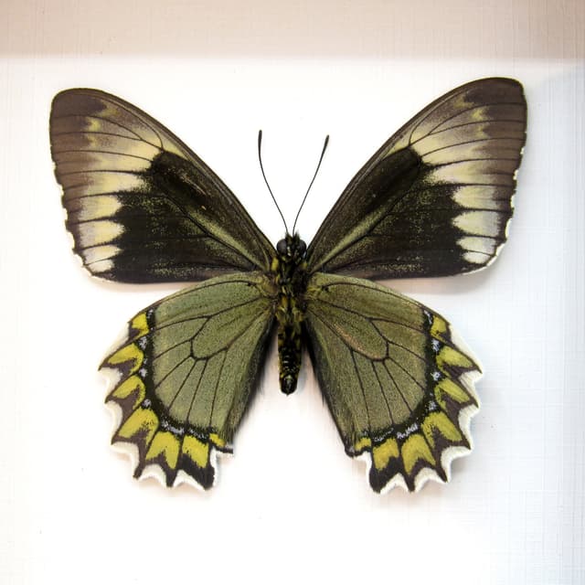 Real green Madyes Swallowtail butterfly framed taxidermy - Battus madyes