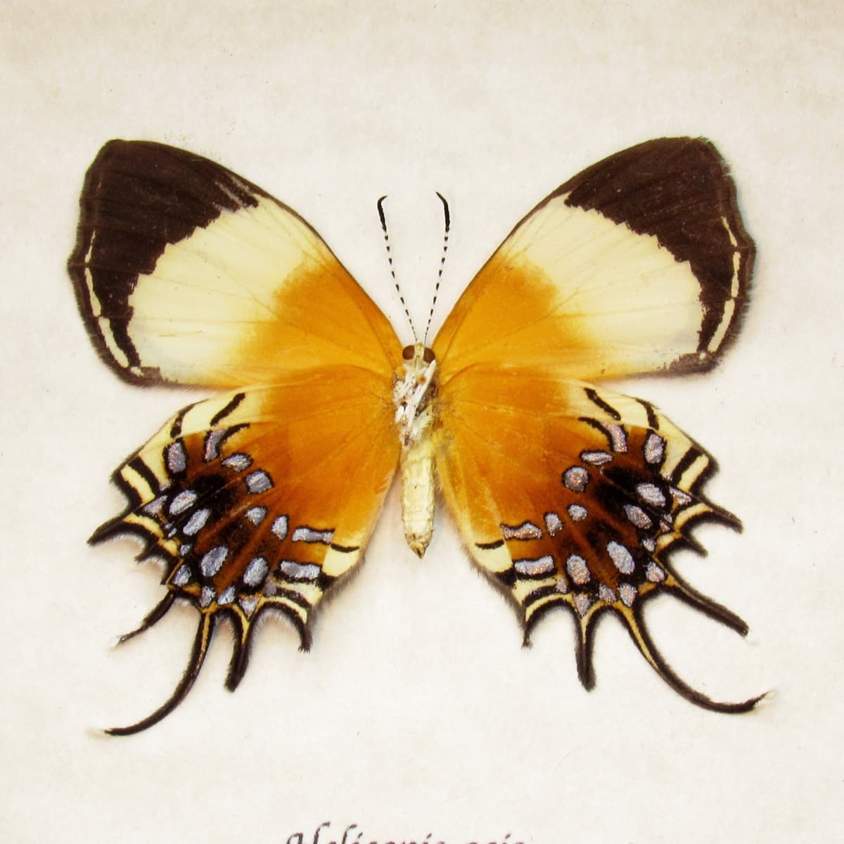 Rare Metalmark butterfly framed taxidermy - Helicopis acis