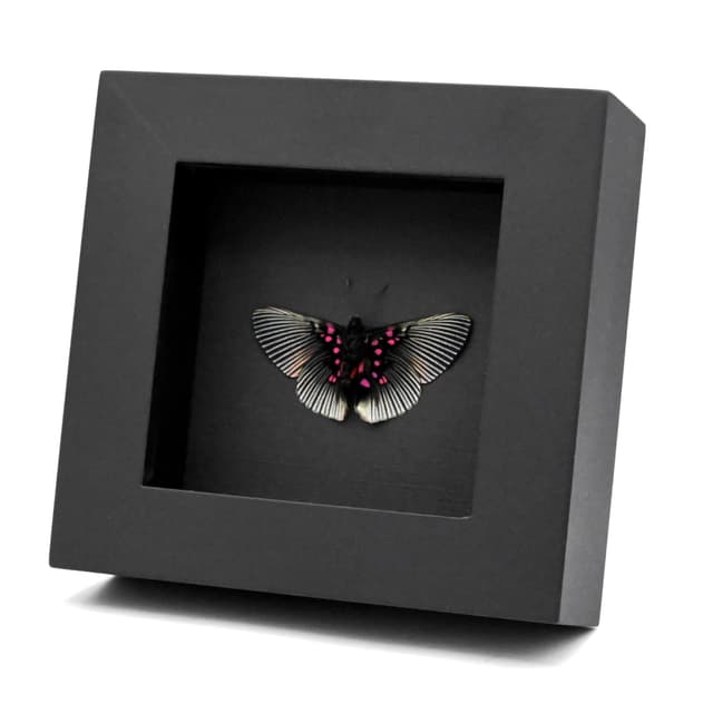 Real pink butterfly framed taxidermy - Lyropteryx apollonia - Victorian mount