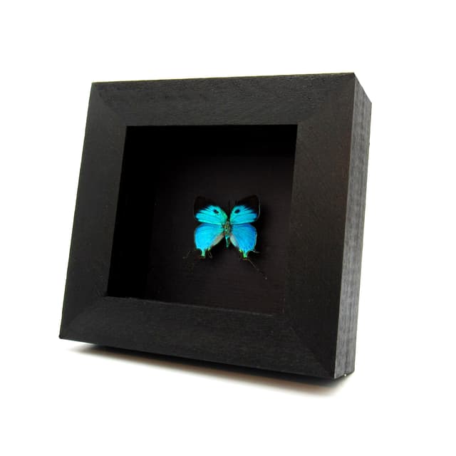 Rare metallic blue butterfly framed taxidermy - Arcas imperialis
