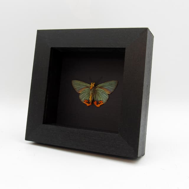 Real large metallic green Skipper butterfly framed taxidermy - Choaspes benjaminii - Victorian mount