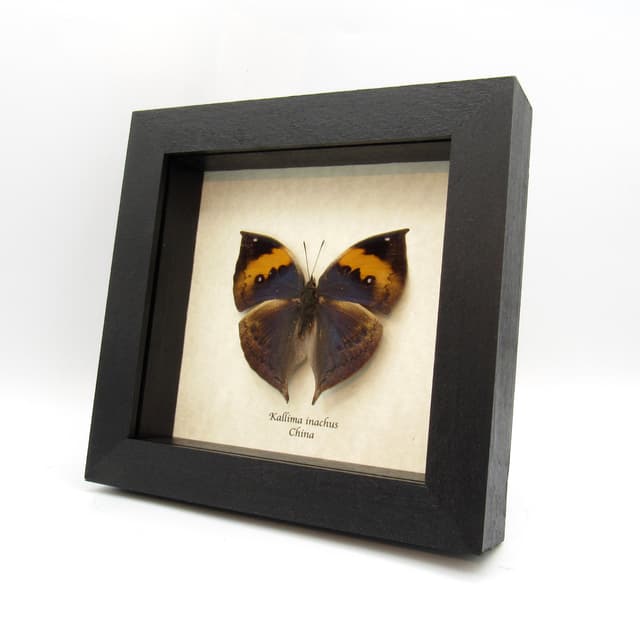 Real Blue Leaf butterfly framed taxidermy - Kallima inachus