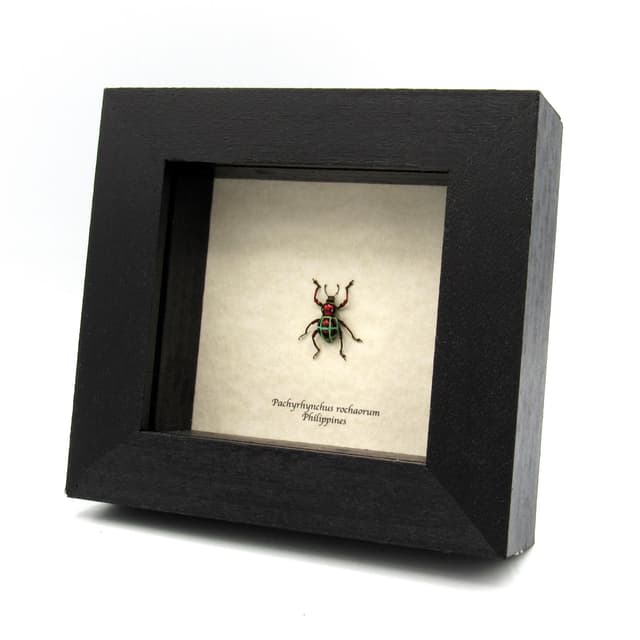 Real metallic red weevil beetle framed specimen - Pachyrhynchus rochaorum