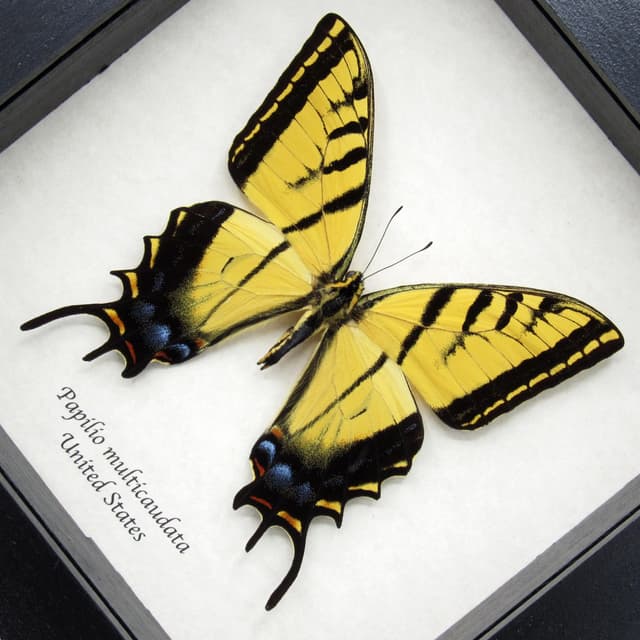 Real large Two-Tailed Swallowtail framed - Papilio multicaudata