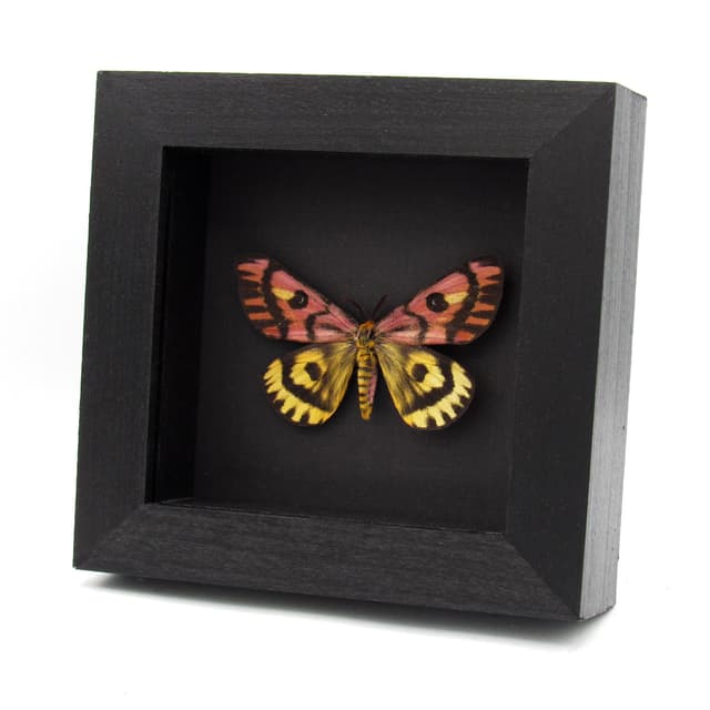 Real rare pink Western Sheep moth framed taxidermy - Hemileuca eglantarina - large dark form