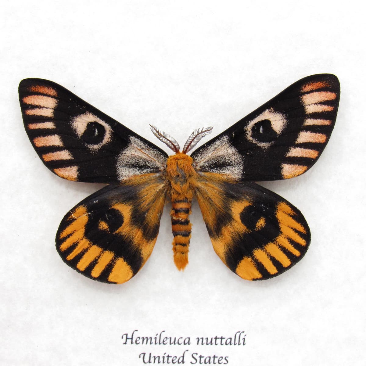 Real rare Sheep moth framed taxidermy - Hemileuca nuttalli - dark color form