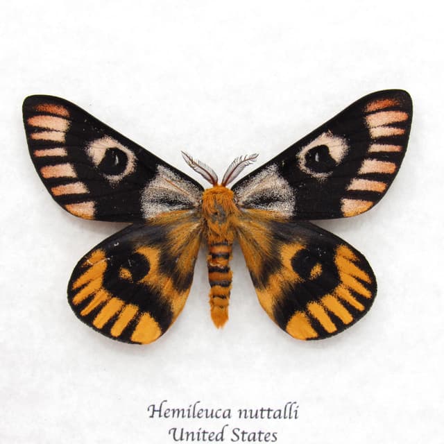 Real rare Sheep moth framed taxidermy - Hemileuca nuttalli - dark color form
