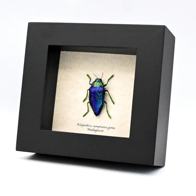 Real hairy metallic purple beetle framed taxidermy - Polybothris sumptuosa gema