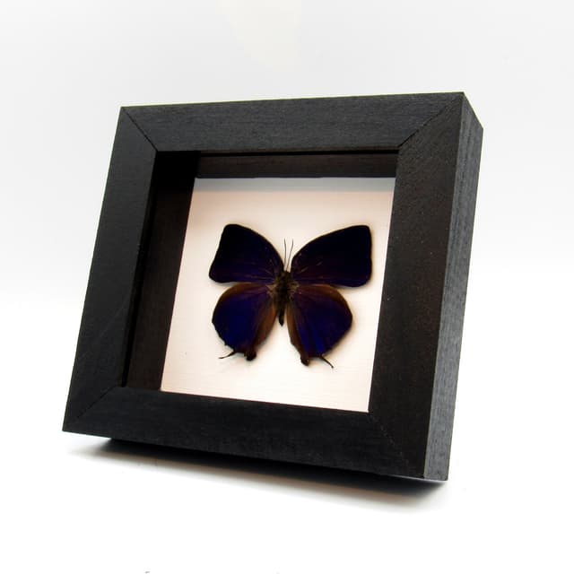 Real purple metallic butterfly framed taxidermy - Arhopala hercules