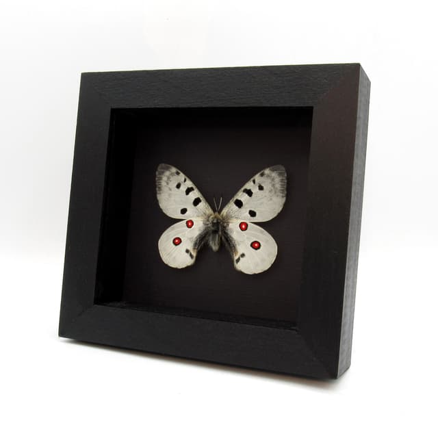 Real white Mountain Apollo butterfly framed taxidermy - Parnassius democratus