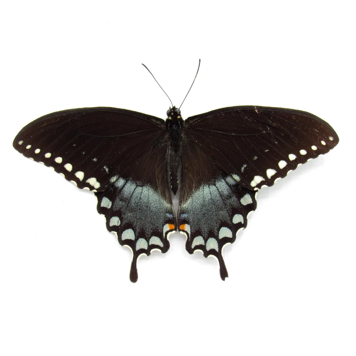 Real Spicebush Swallowtail butterfly framed taxidermy - Papilio troilus - Victorian mount