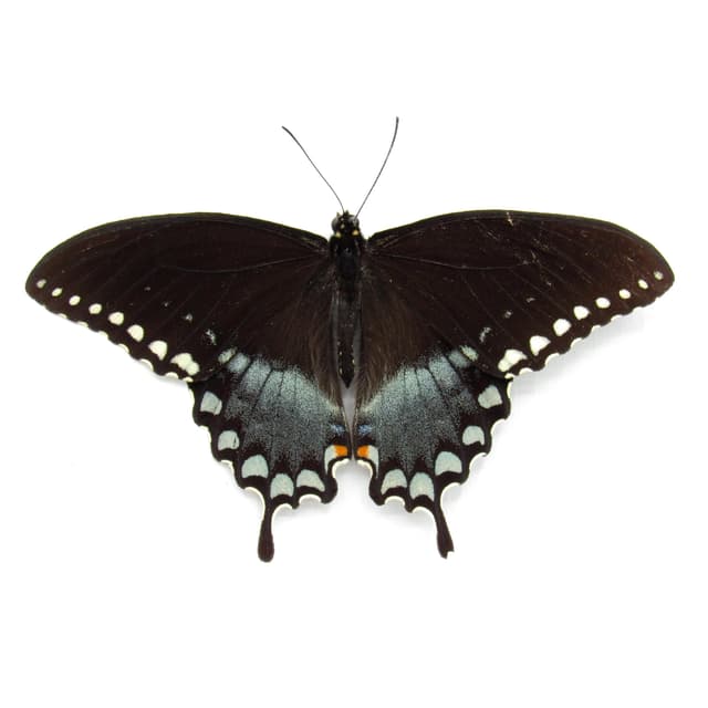 Real Spicebush Swallowtail butterfly framed taxidermy - Papilio troilus - Victorian mount