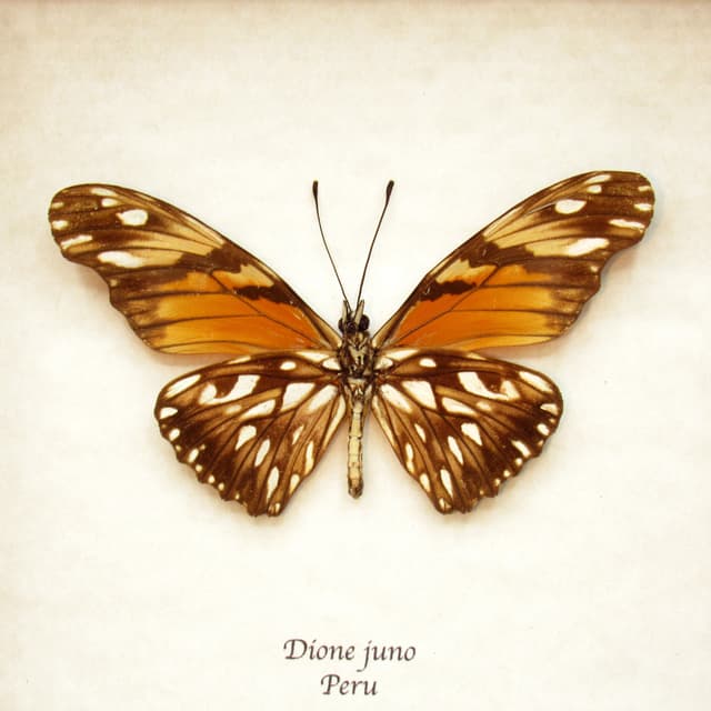 Real gold metallic butterfly framed taxidermy - Dione juno