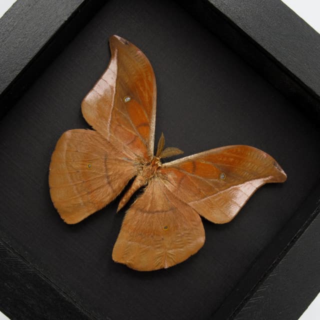 Real Mexican Silk moth framed taxidermy - Copaxa decrescens