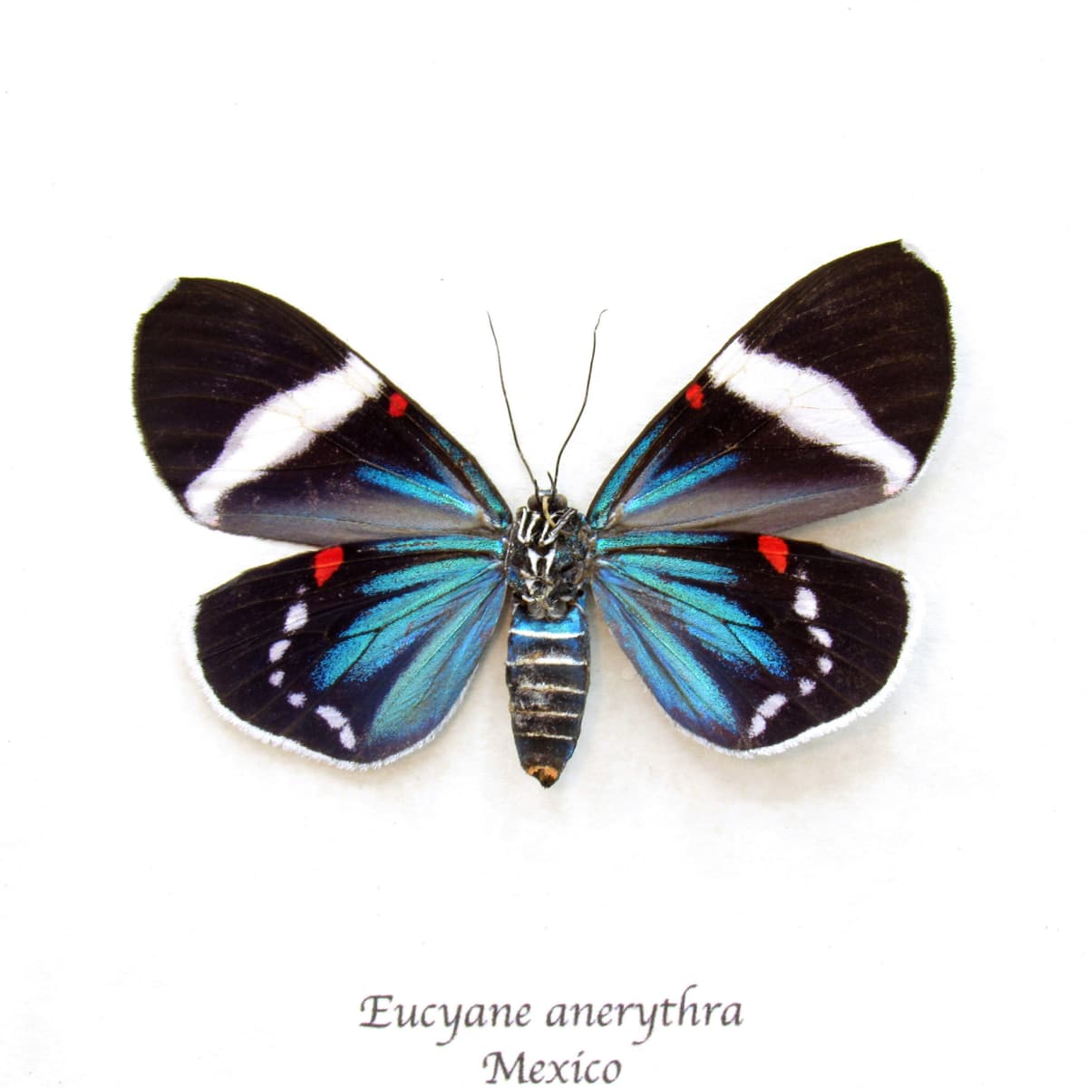 Real metallic blue framed moth taxidermy - Eucyane anerythra