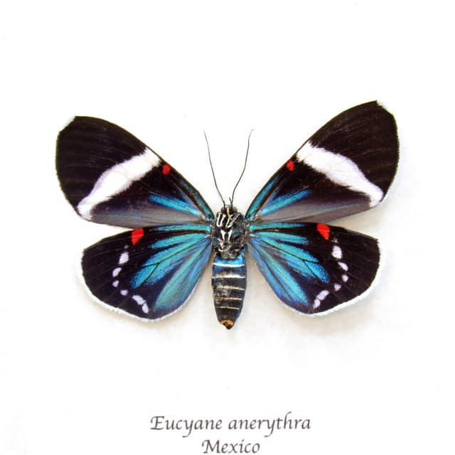 Real metallic blue framed moth taxidermy - Eucyane anerythra