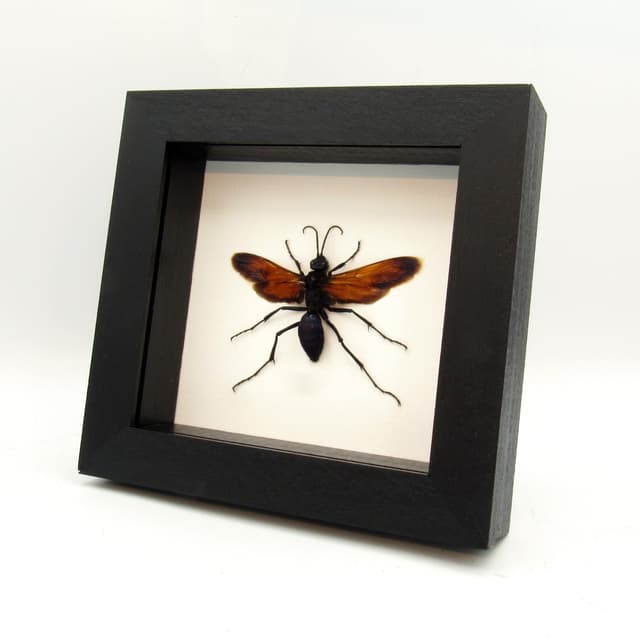 Real XL Tarantula Hawk Wasp framed taxidermy - Pepsis thisbe