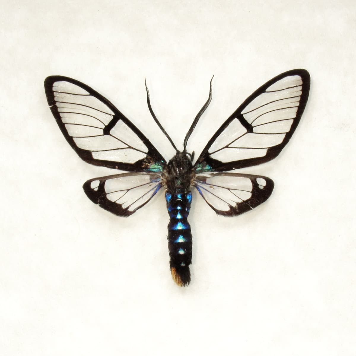 Real tiny Wasp Mimic moth framed taxidermy - Arctiidae species