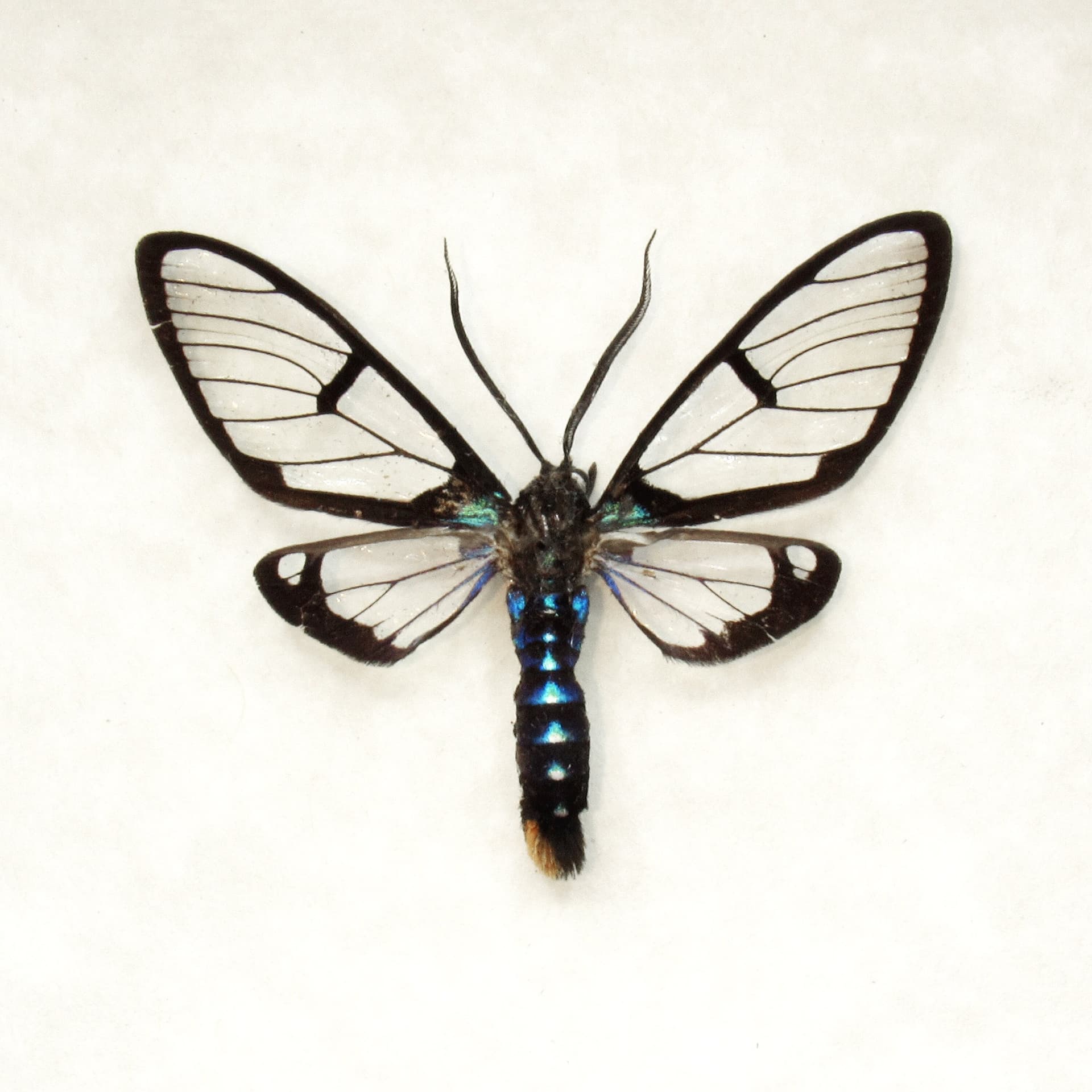 Real tiny Wasp Mimic moth framed taxidermy - Arctiidae species
