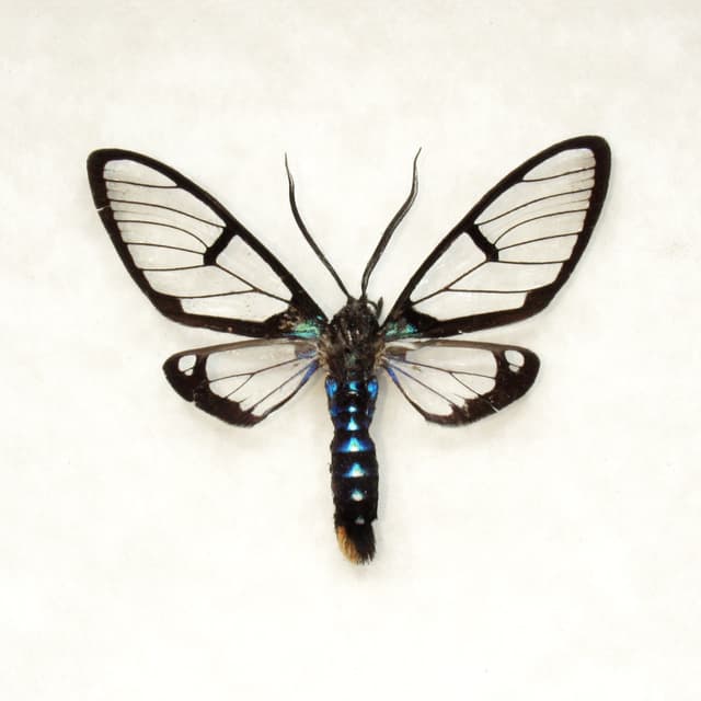 Real tiny Wasp Mimic moth framed taxidermy - Arctiidae species