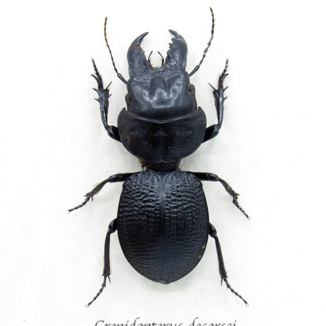 Real Giant Ground beetle framed taxidermy - Crepidopterus decorsei