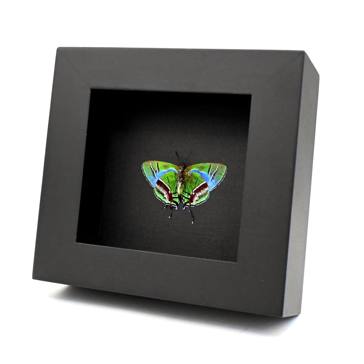 Rare green hairstreak butterfly framed - Evenus gabriela - female - Victorian mount