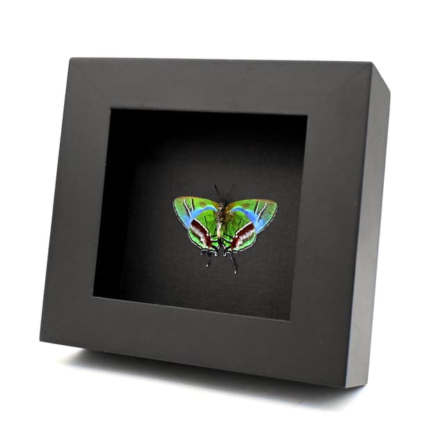 Rare green hairstreak butterfly framed - Evenus gabriela - female - Victorian mount