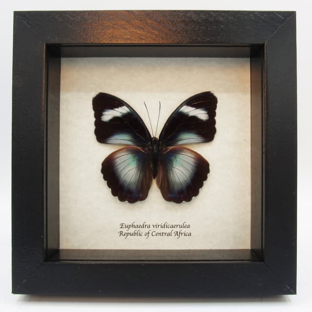 Real blue Forester butterfly framed taxidermy - Euphaedra viridicaerulea