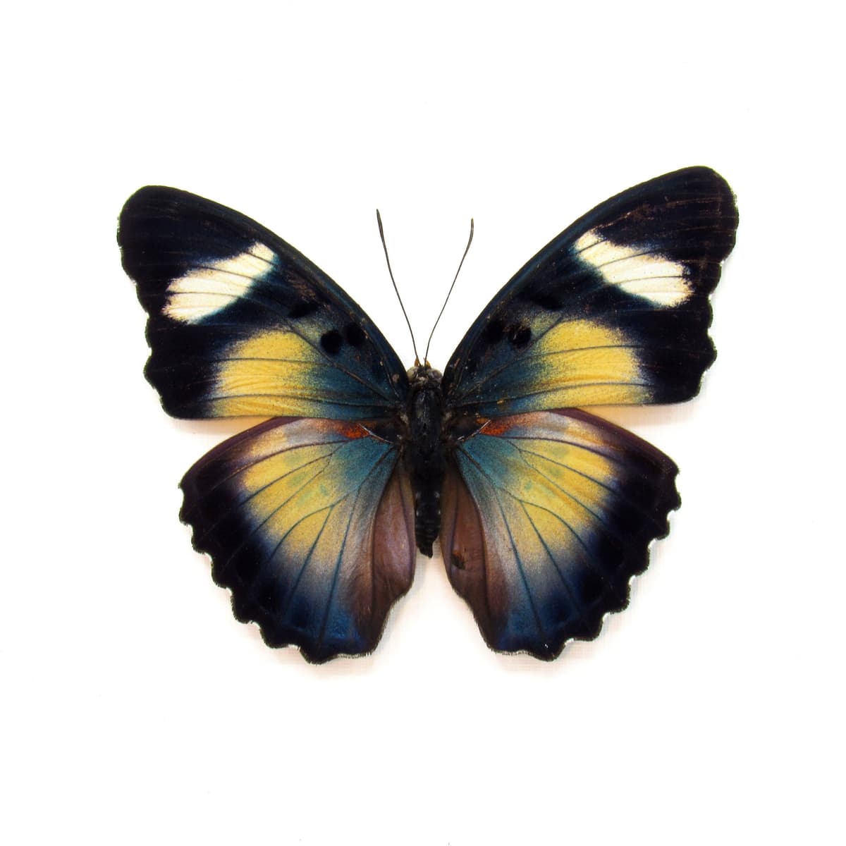 Rare Themis Forester butterfly framed taxidermy - Euphaedra piriformis - large female