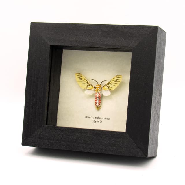 Rare Erebid moth framed taxidermy - Balacra rubrostriata